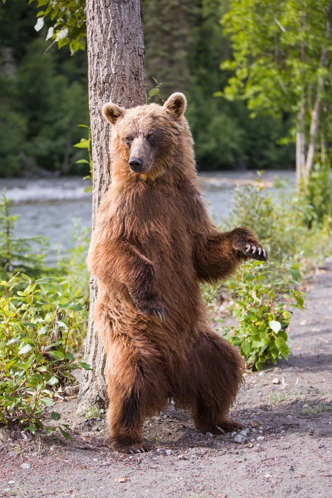 🐻 В горах Сочи медведь устроил туристам экстремальный «курс скалолазания».