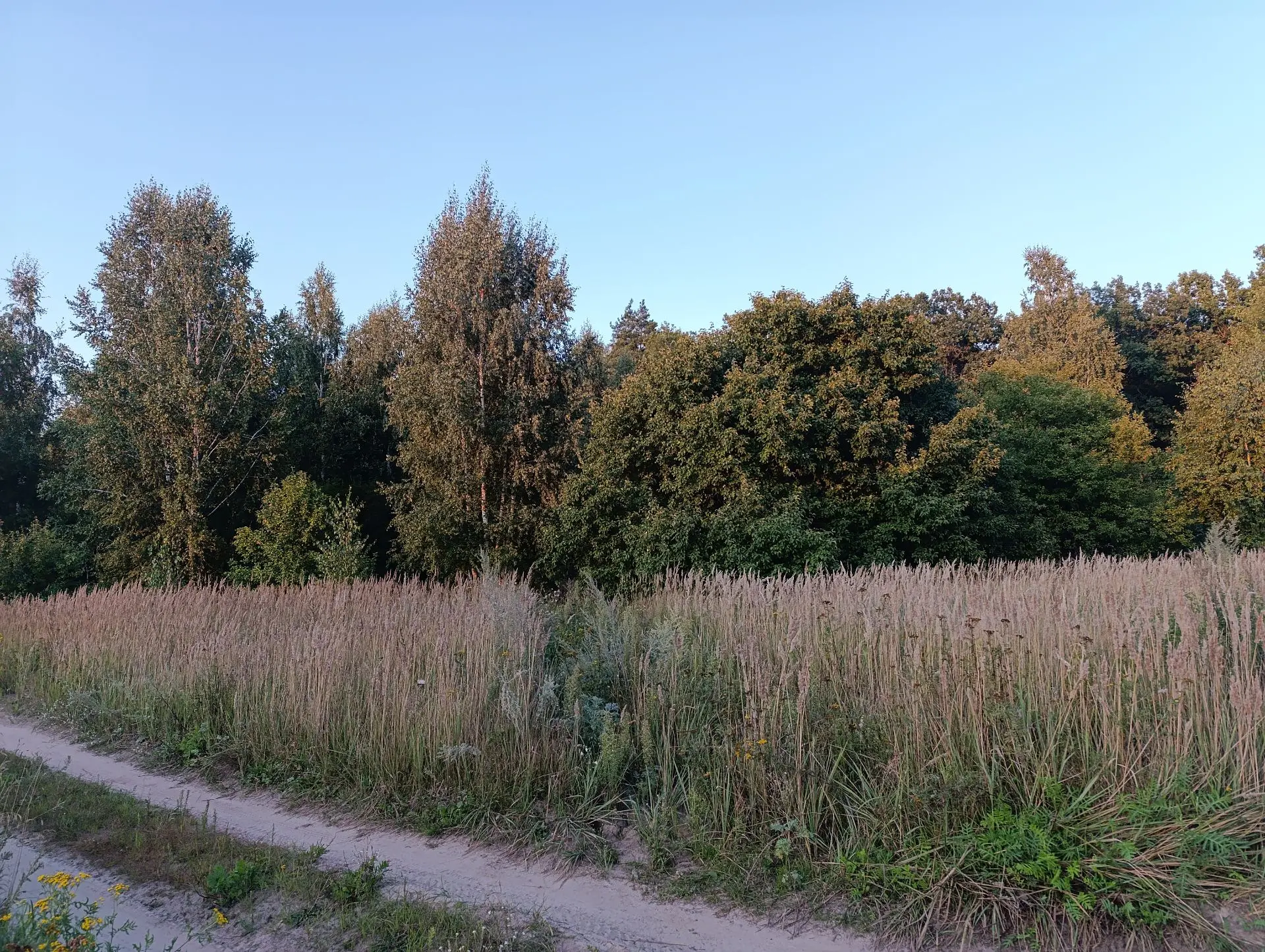 🌳 Яблочный Спас: в лесах Тамбовщины растёт дерево-рекордсмен