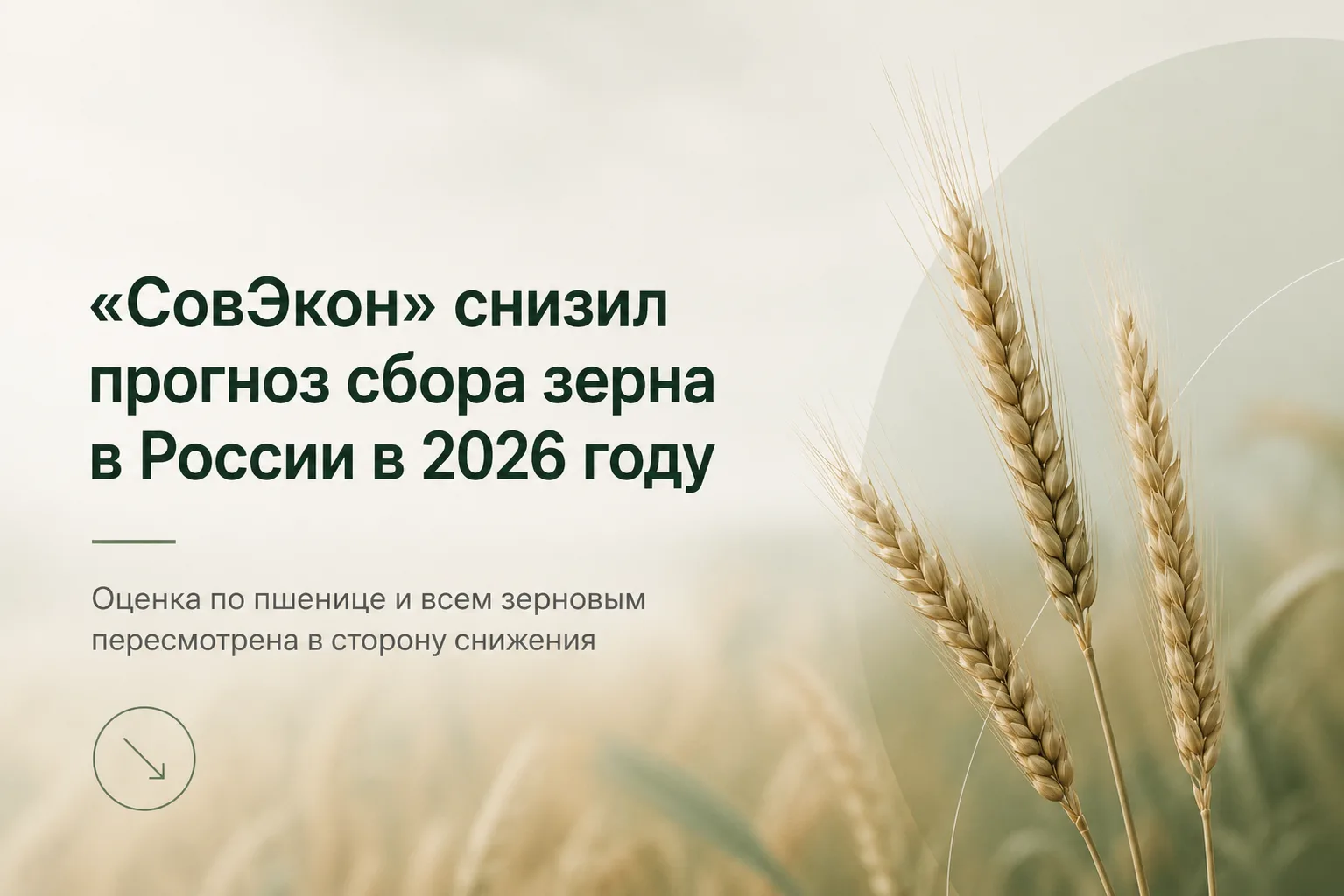 🌾 «СовЭкон» снизил прогноз урожая зерна в России