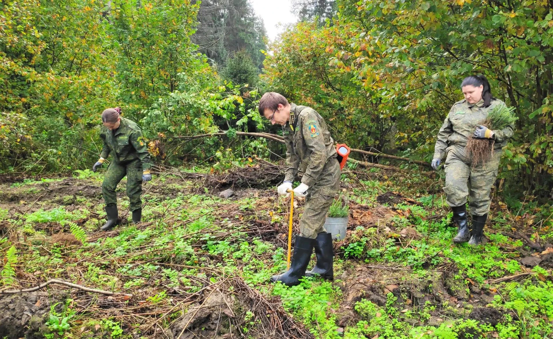 🌲 В Клину высадили 5600 сеянцев ели
