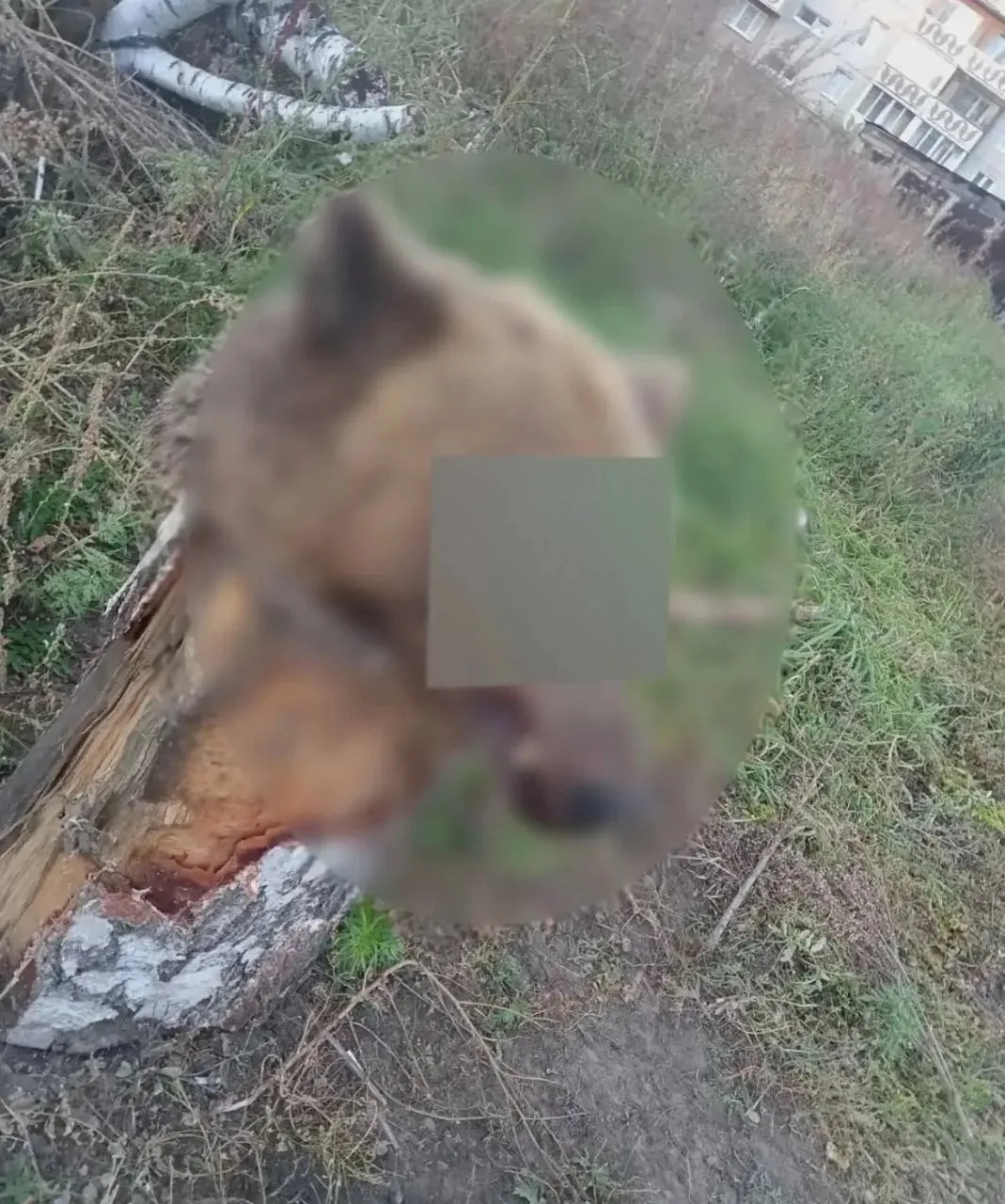 Жуткая находка в Ангарске: во дворе жилого дома обнаружили голову медведя