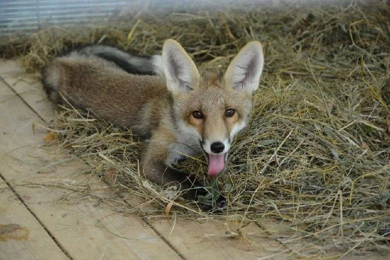 🦊 Лис Куршик сбежал с Куршской косы в поисках невесты и пока не вернулся.