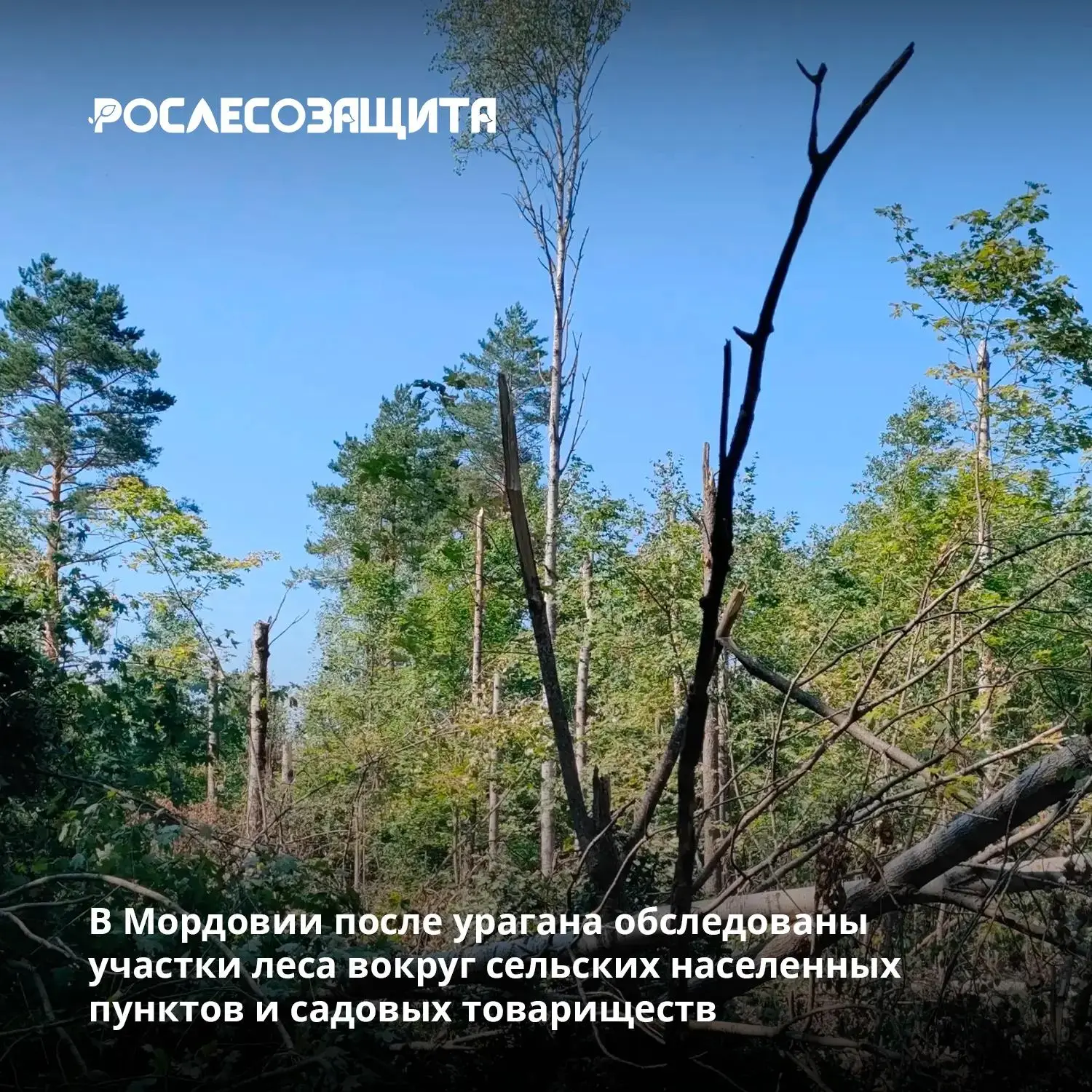 ⚡⚡ Текущим летом леса Ардатовского территориального лесничества Республики Мордовия под...