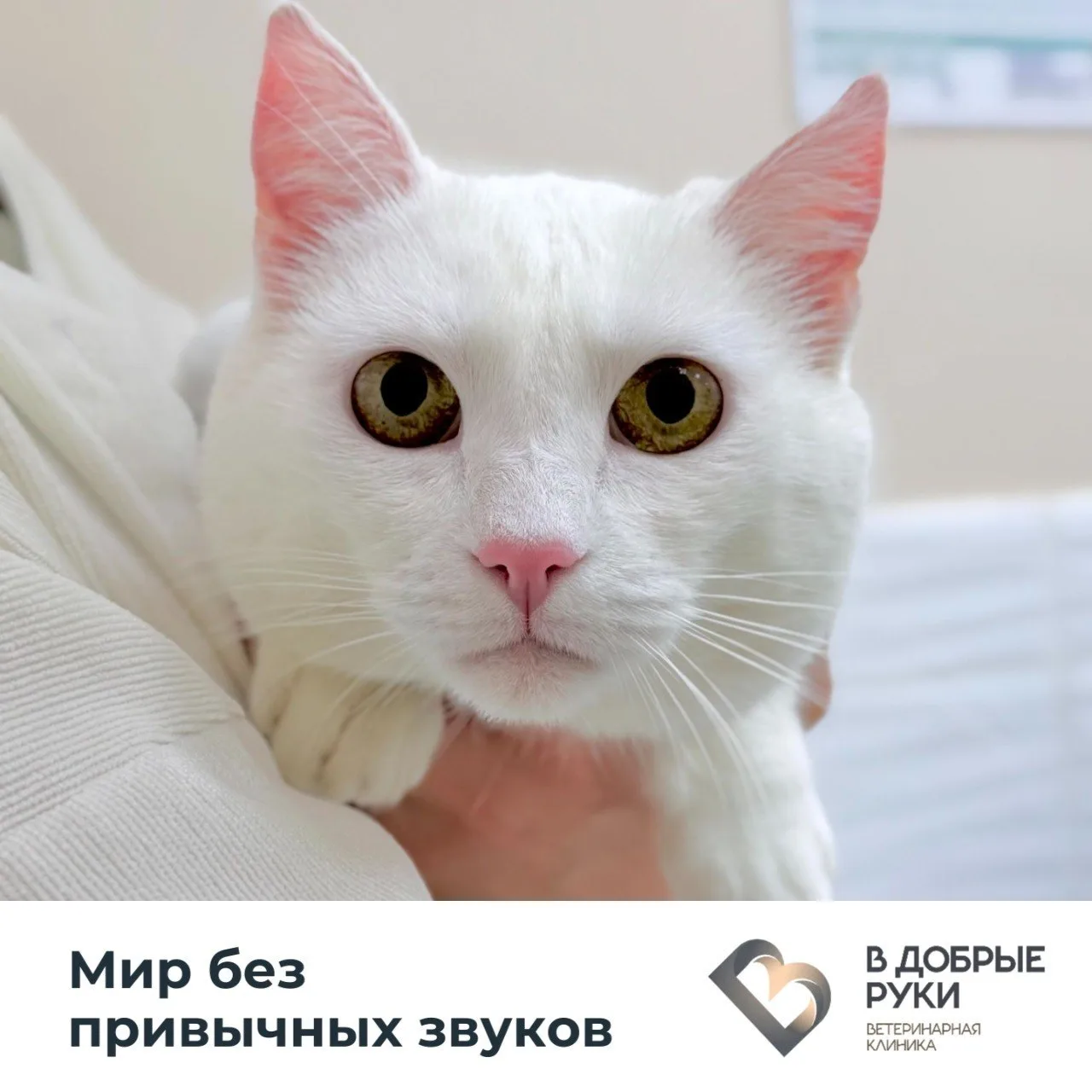 🔇 Глухота не делает питомца несчастным. Но мир, которого он не слышит, может стать опа...