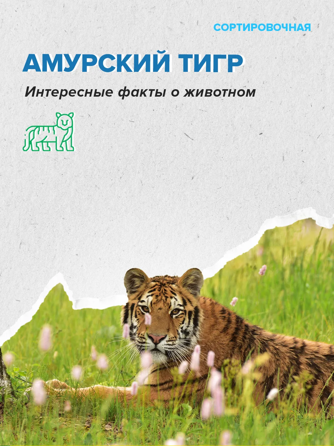 🐅 Сегодня в нашей стране обитает около 750 амурских тигров 

За десятилетия численность тигров в Ро