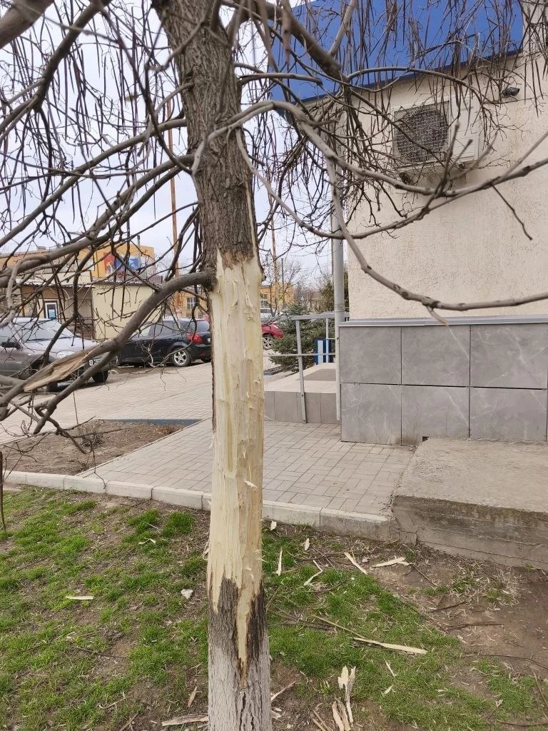 В районе Газпромбанка и детской поликлиники подростки срезают кору с деревьев. Камеры зафиксировали 