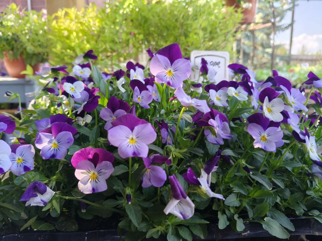 Добрый пятничный вечер! Опять цветочное настроение 🤩😍🌼🌸🌺 Виола , сальвия,  бархатц...