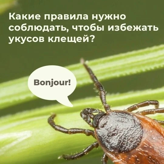 Летние каникулы на природе – это здорово, но важно помнить о скрытой угрозе.
 
Клещи поджидают нас в