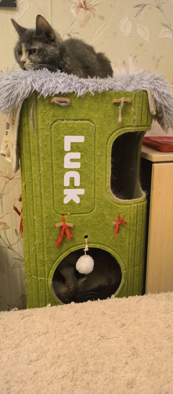 В гостях у Монечки. 🐈 
Еженедельная рубрика новостей.
Начало - ЗДЕСЬ.
Все статьи о котике - ЗДЕСЬ

