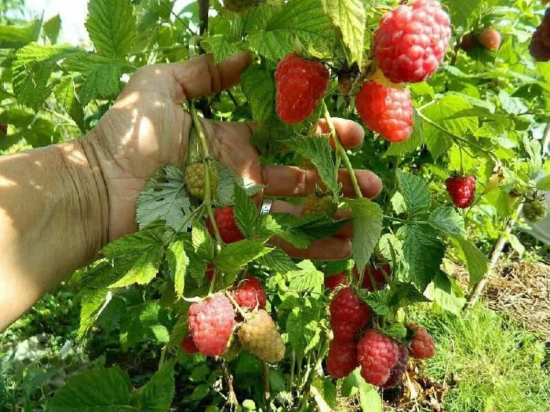🍇 Готовим малинник к зиме: 5 шагов к урожаю