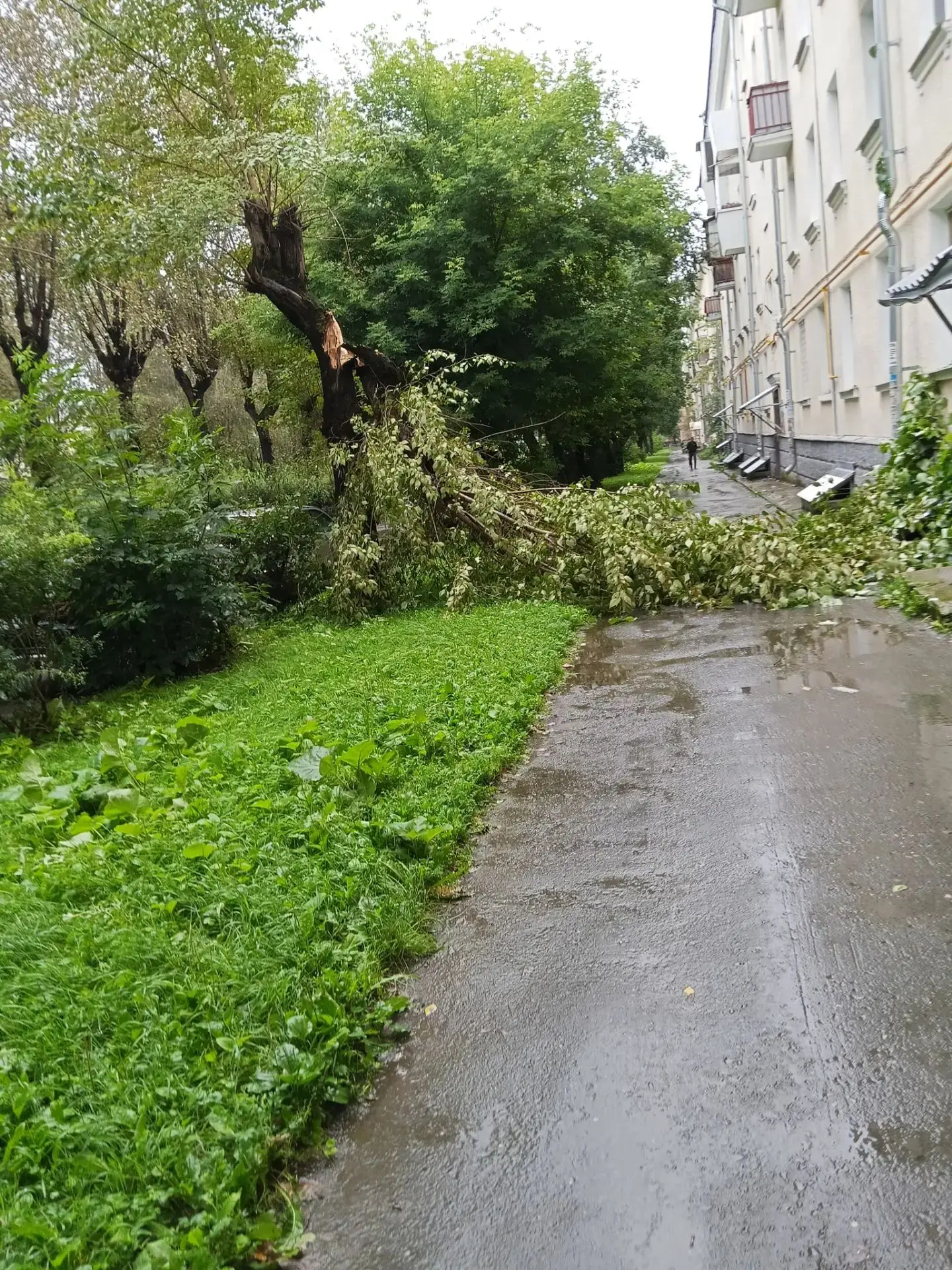 На проспекте Седова ликвидированы последствия шквалистого ветра