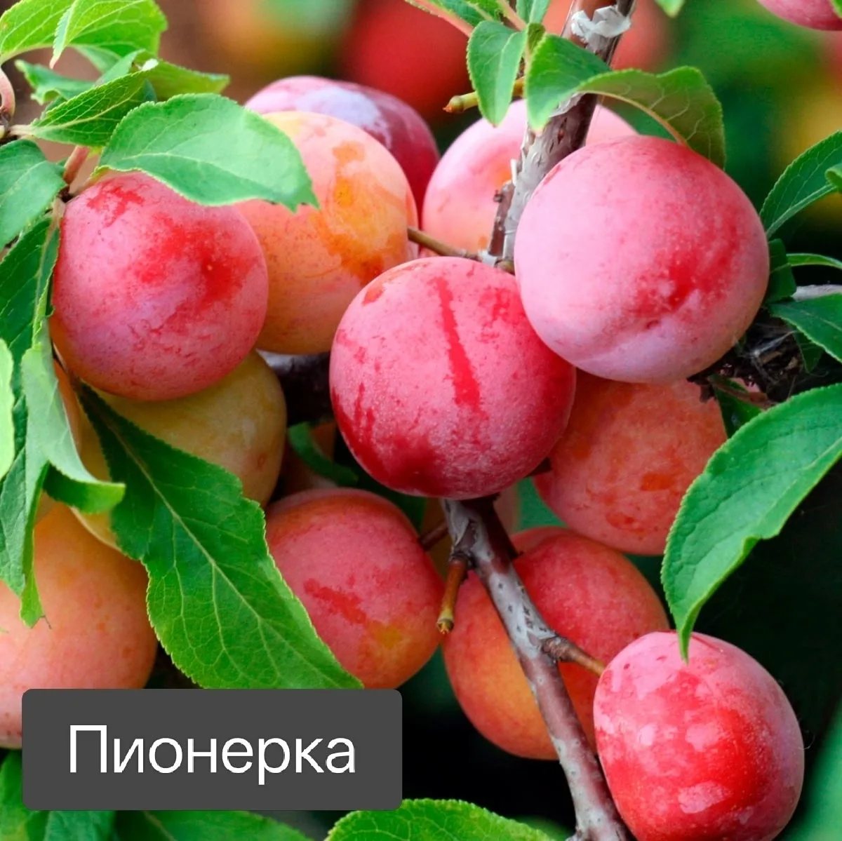 ЛИКВИДАЦИЯ 📌