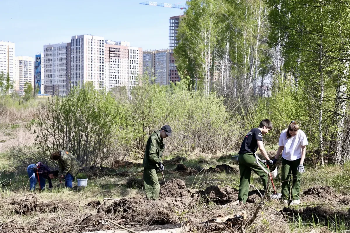 Почти 10 тысяч сосен высадили в челябинском городском бору