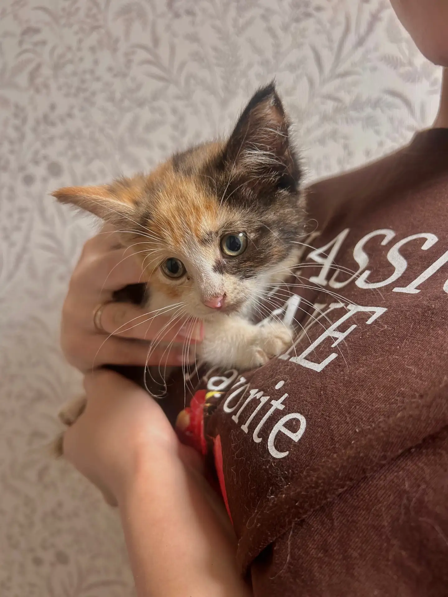 Нашли безумно милого котеночка! 
Скорее всего девочка 
На вид 1-2 месяца 
Верим, что кто-то как раз 