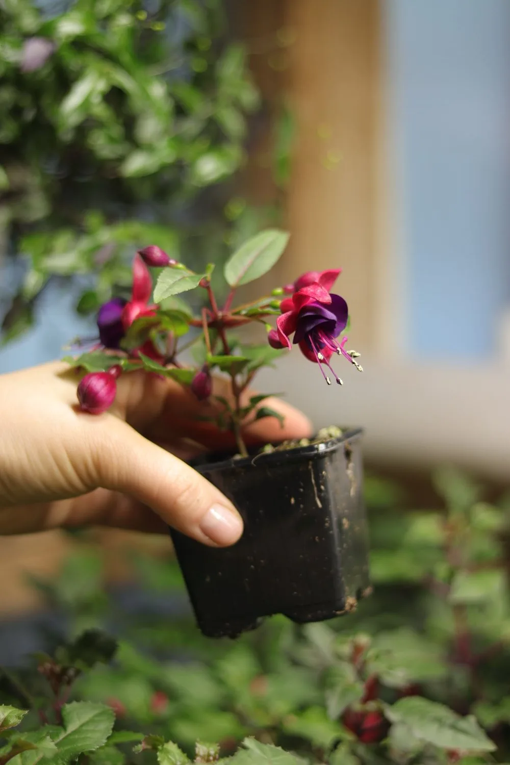 Вы купили укорененный черенок. Что с ним сейчас делать?  🌱 Если растение к вам долго ехало, то даем 