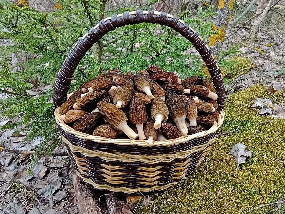 🍄 В Ханты-Мансийском автономном округе начался сезон сбора сморчков — редких и ценных грибов.  Сезон