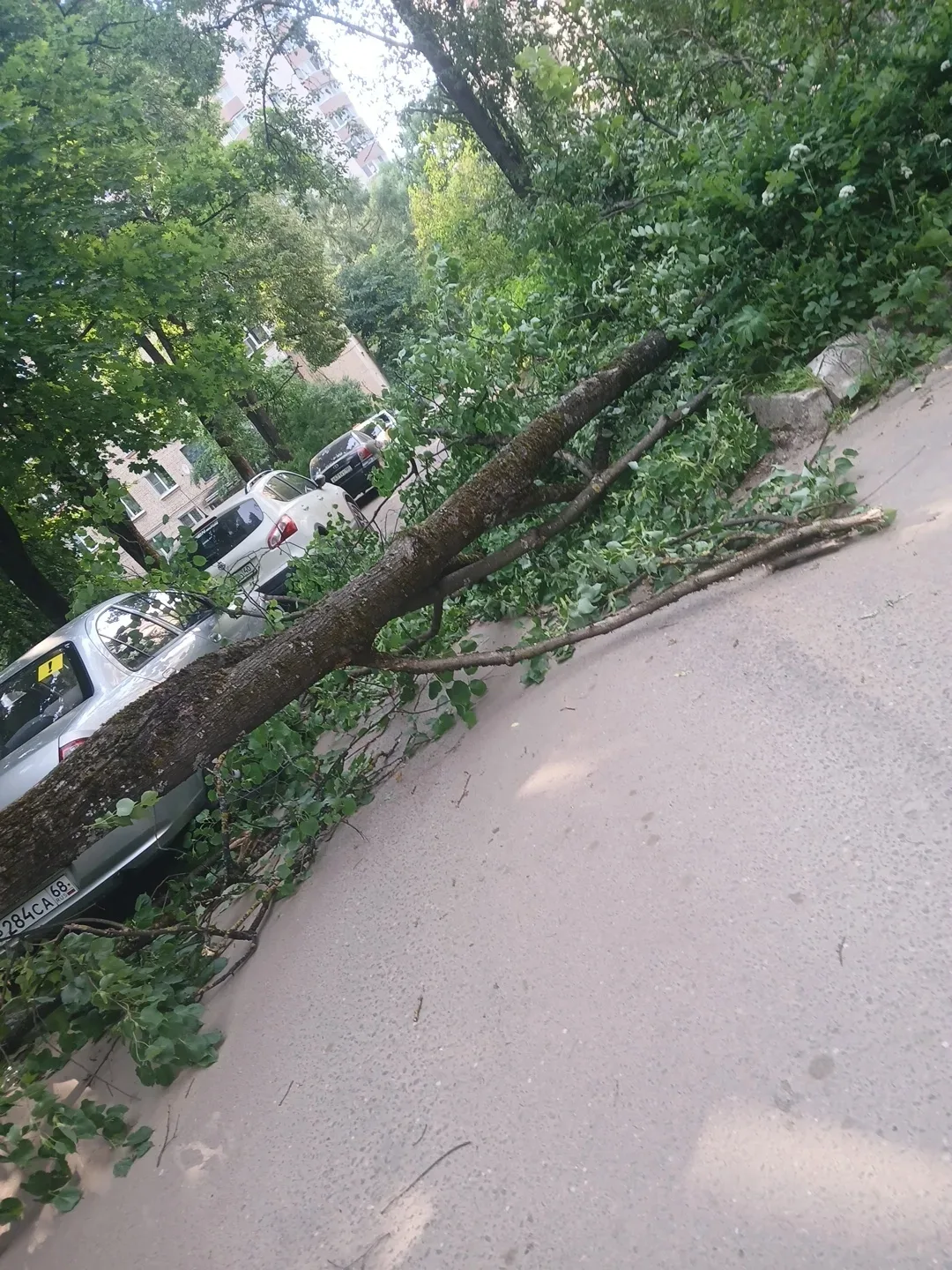 На дорогу упало дерево Ленина 96