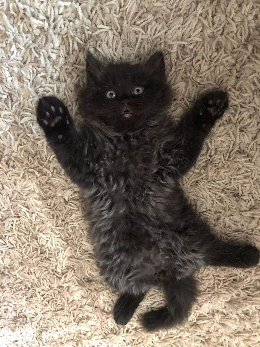 Милоты в ленту 💖