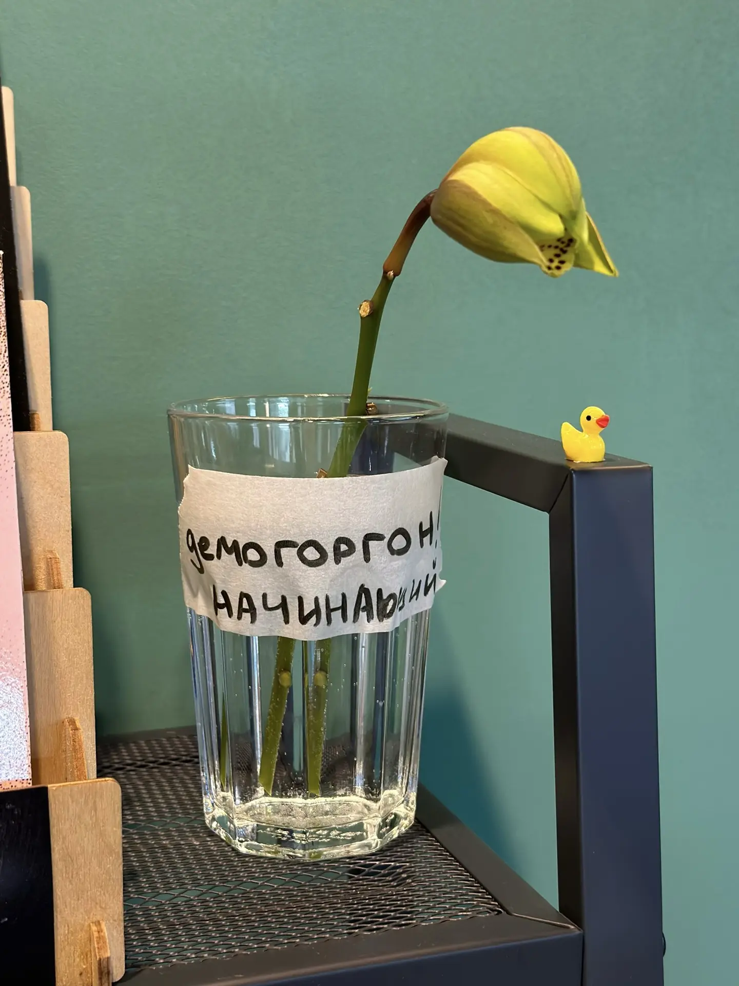 У нас в студии поселился зеленый демогоргон (просто начинающий) — его цветочная версия😁🍃
