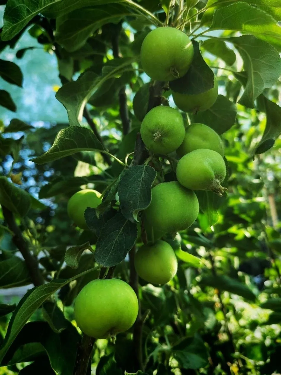 🌿 Сейчас — отличное время, чтобы посадить саженцы и заложить основу будущего урожая.
В наличии боль