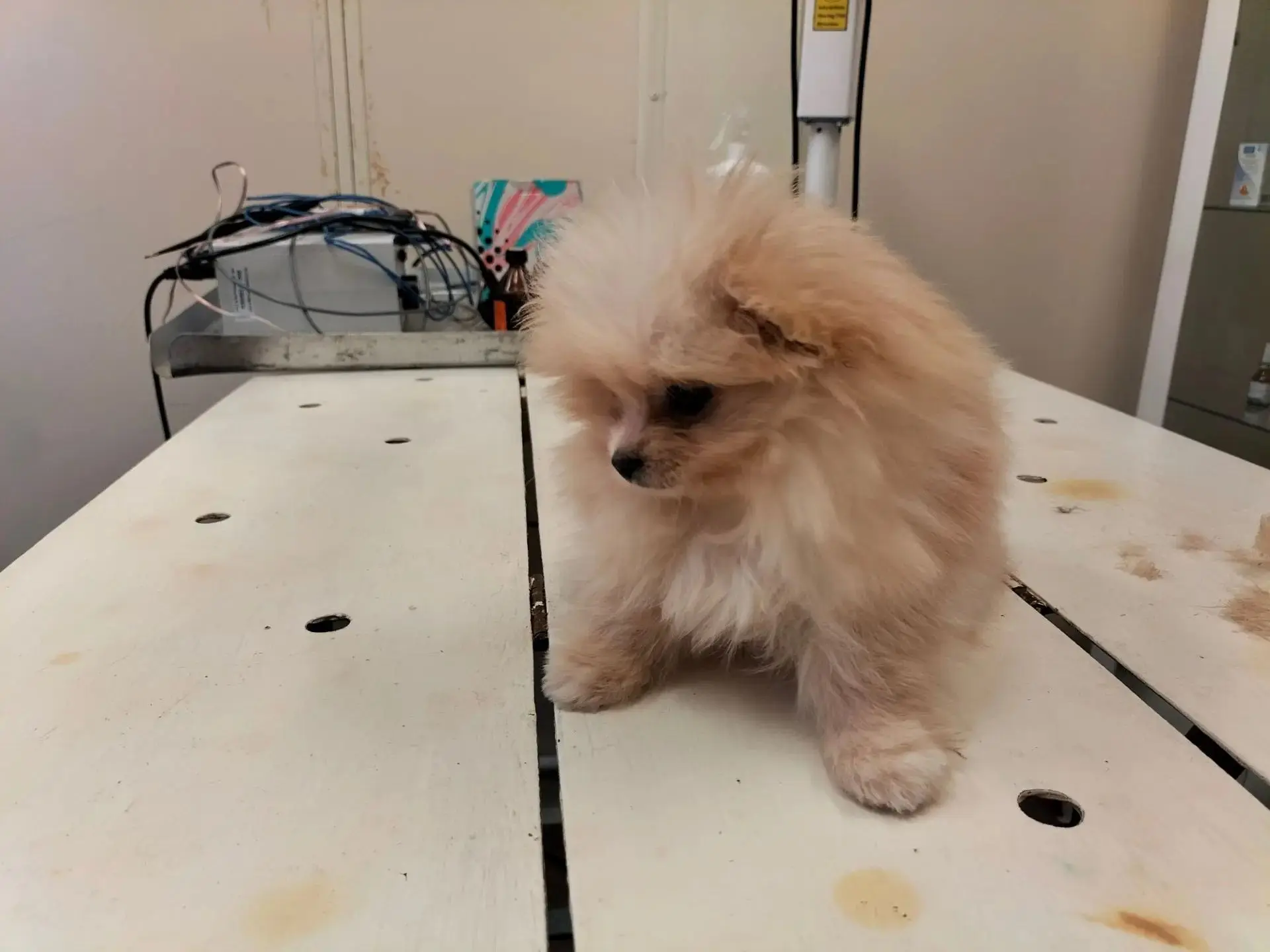 🐶В кабинет ветеринарного врача робко ступили четыре крошечные лапки. 🐾🐾🐾На смотровом столе, похо
