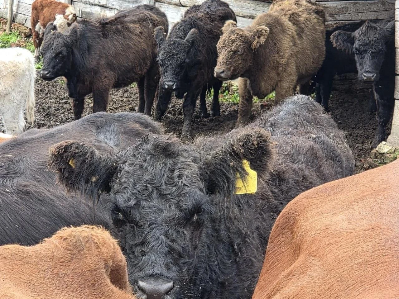 🌾🐄Вести с полей Дорогобужского края.