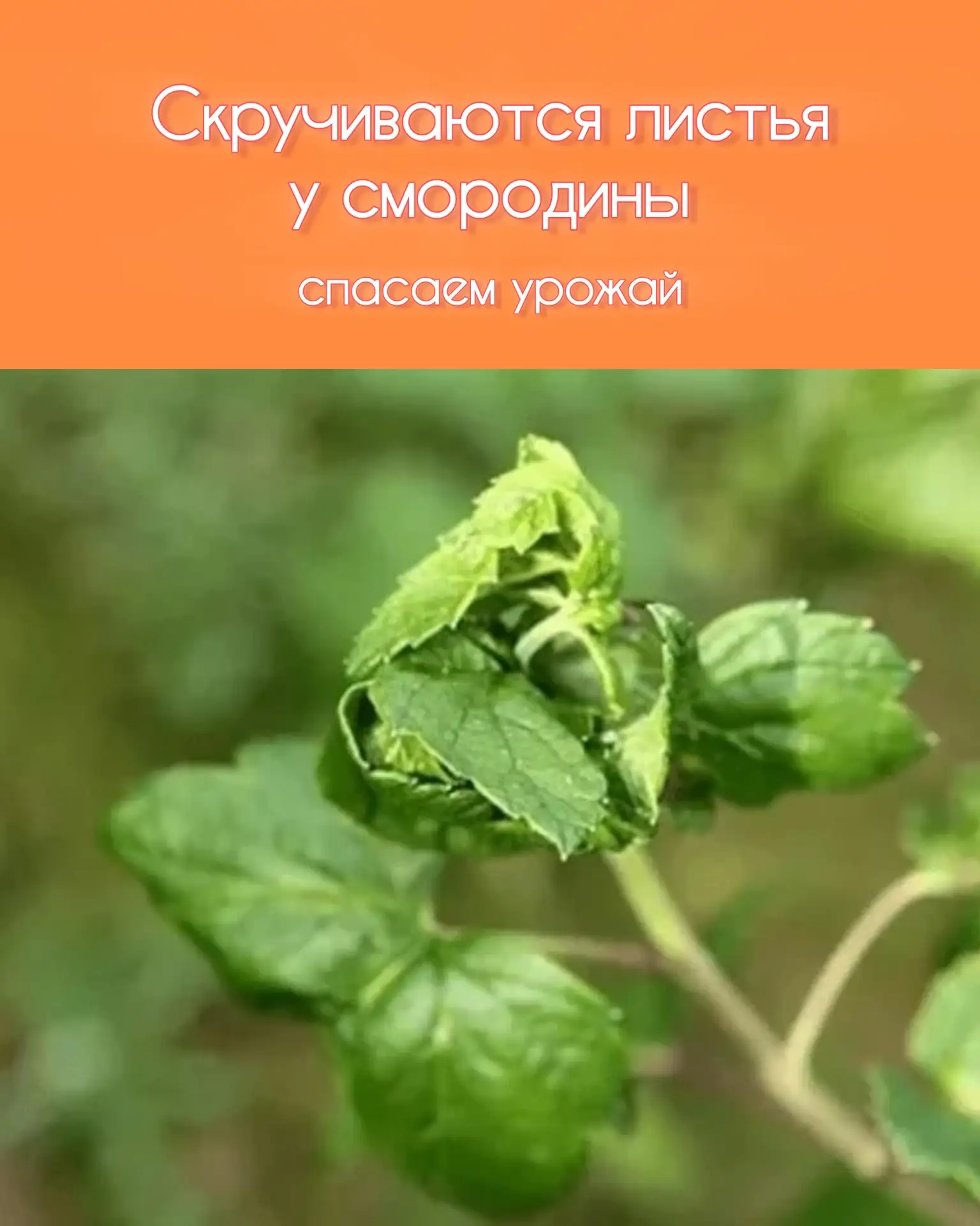Скручиваются листья у смородины? Не паникуем, а спасаем урожай!

Если вы заметили, что листья на кус