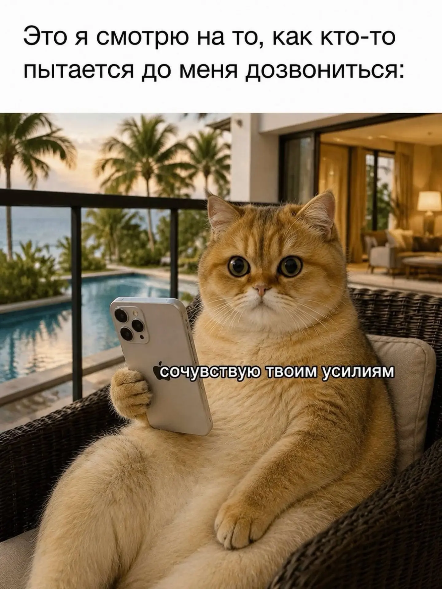 Подписаться на канал: "Котики"🧶🐈