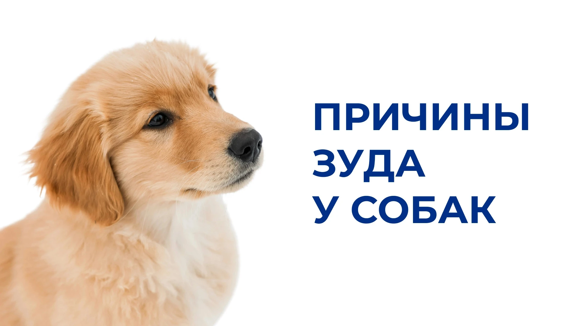 Зуд у собак: причины и рекомендации