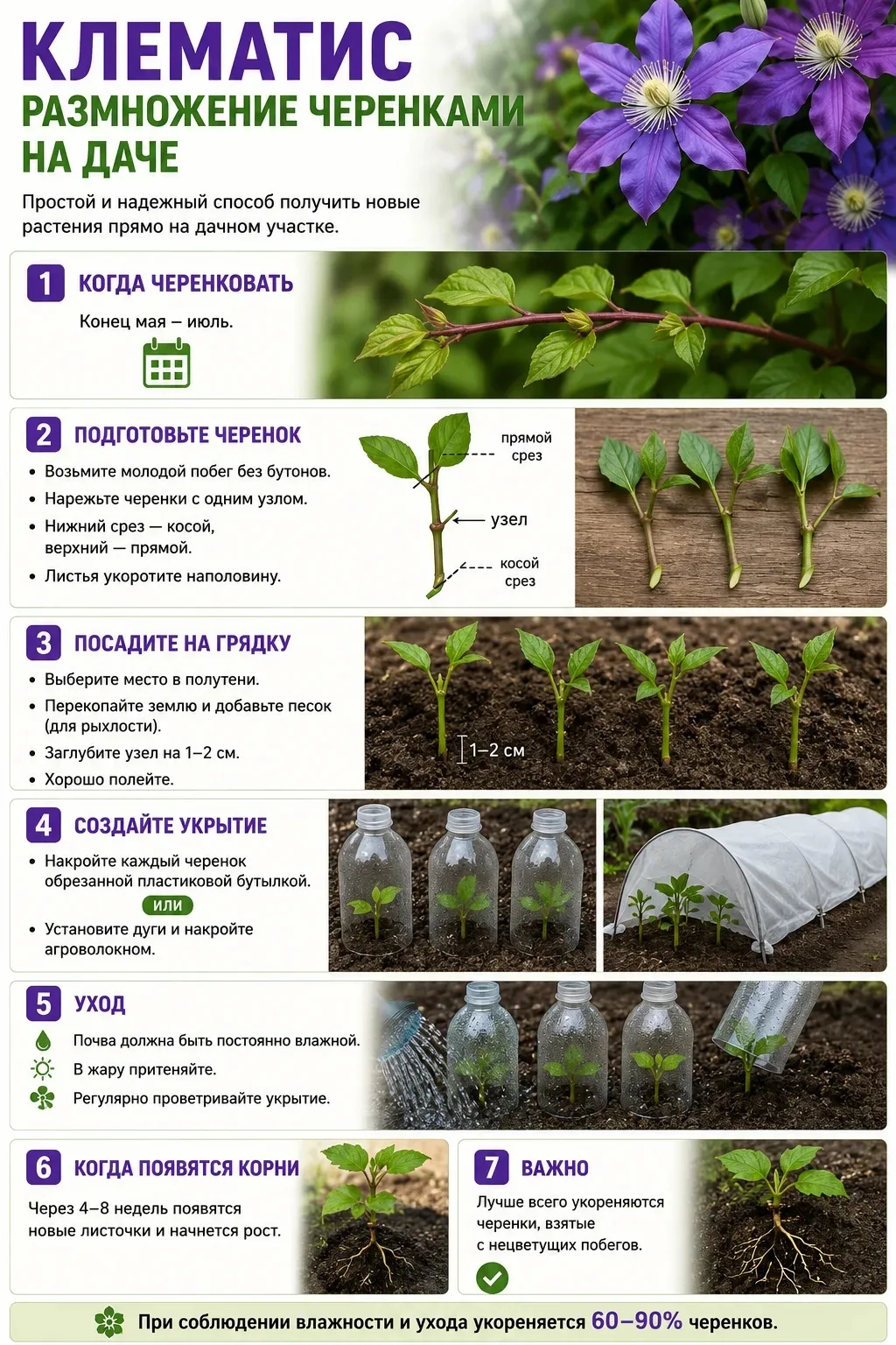 КЛЕМАТИС
РАЗМНОЖЕНИЕ ЧЕРЕНКАМИ НА ДАЧЕ
🌱 Когда черенковать
Конец мая – июль.
✂️ Подготовьте черенок