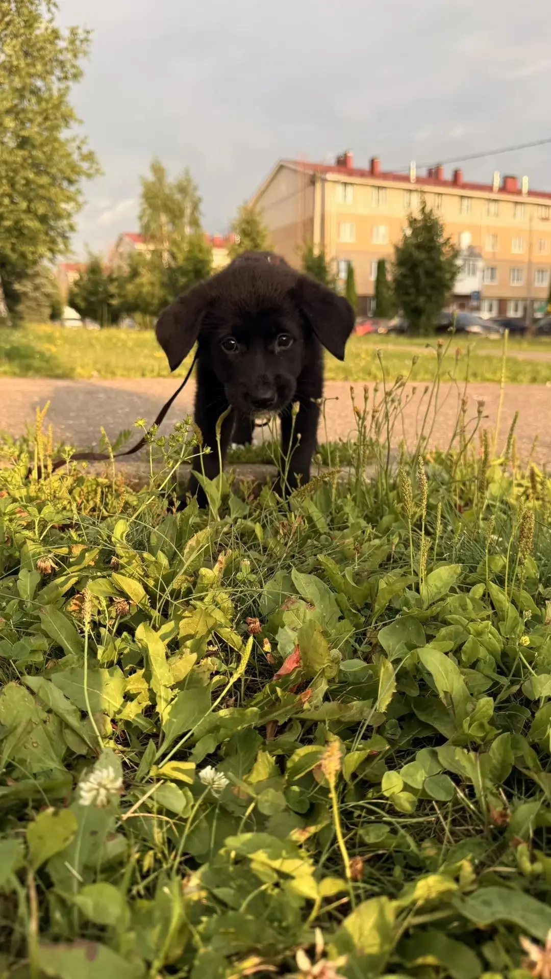 ❤️ У Рузы теперь есть дом!

🏡 Совсем недавно мы просили вас помочь маленькой Рузе, которую наши сот