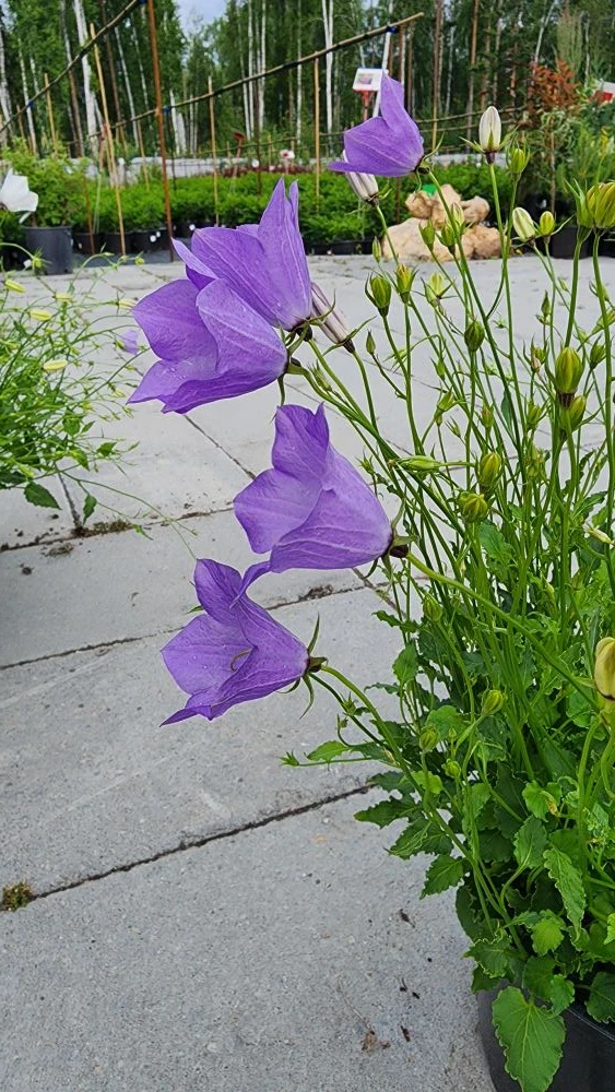 Колокольчик карпатский легко вырастить из семян 🌱  Самое важное! Семена мелкие, поэтому сеем поверхн