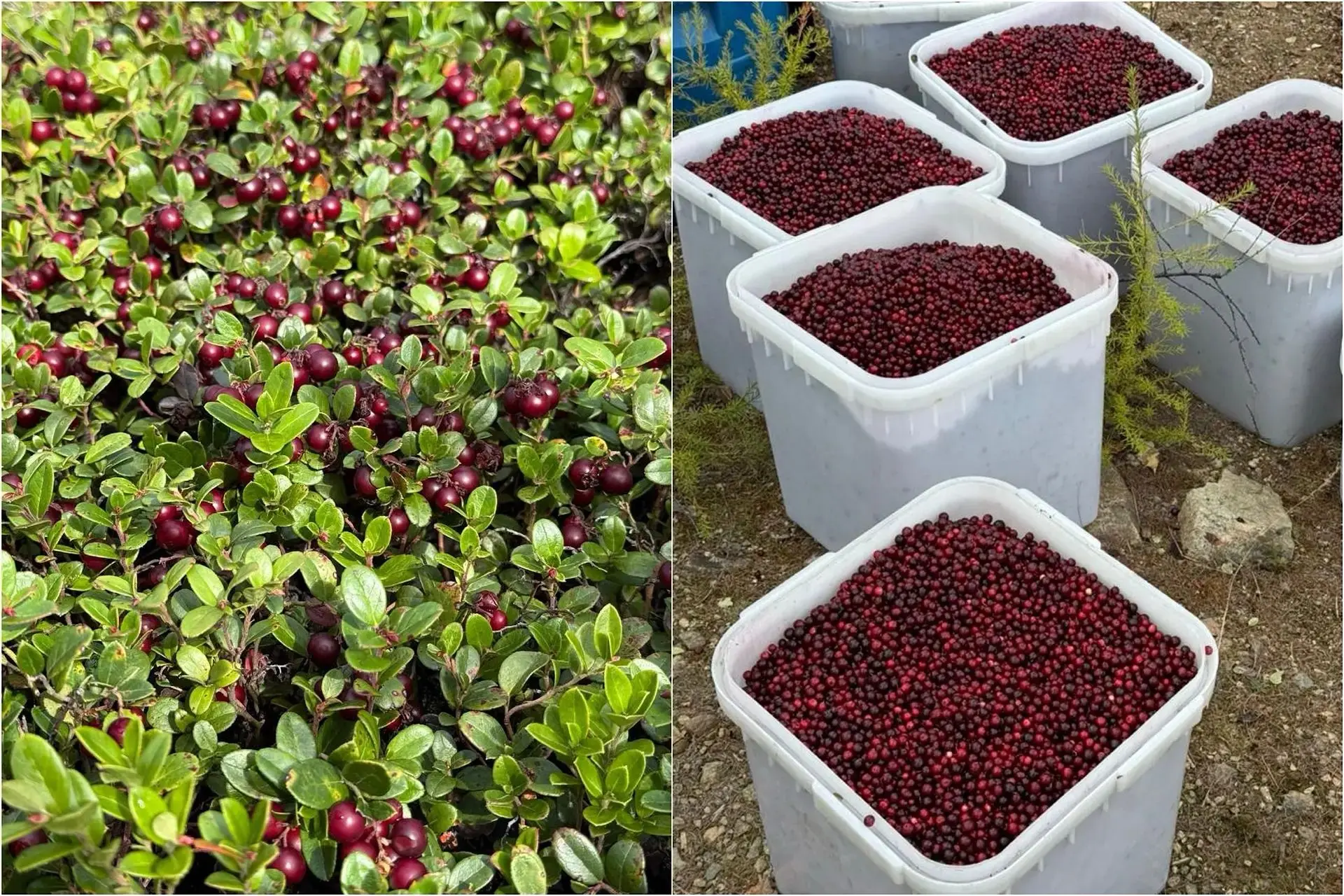 Продам ягоду - бруснику.
