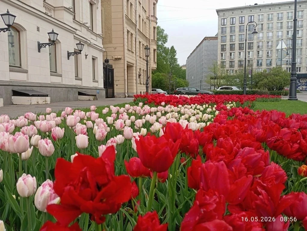 🌷Тюльпаны по праву считаются кульминацией и визитной карточкой весны. Их массовое цвет...