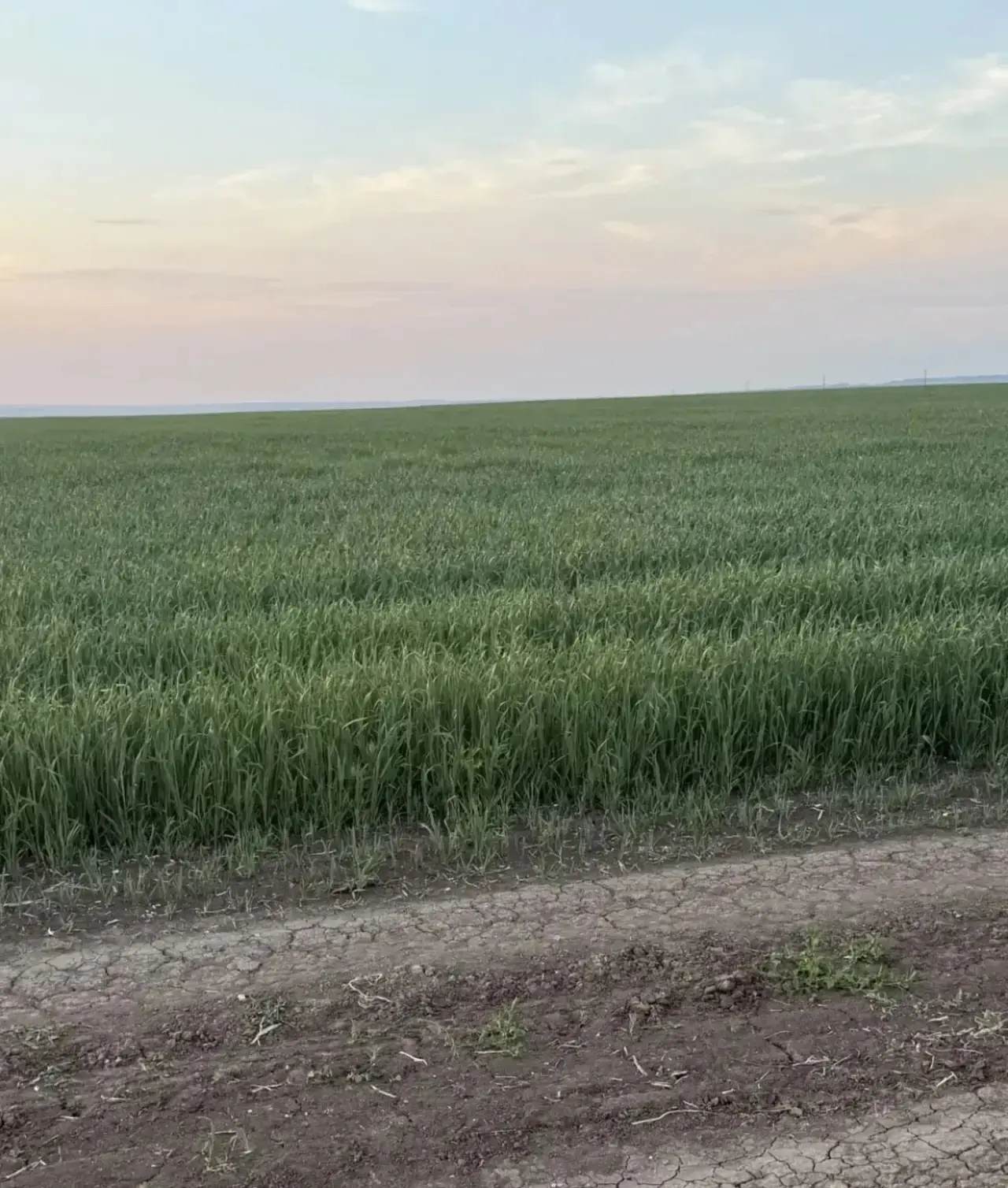 🌾 В Урмарском округе прошёл традиционный объезд полей. 

Его целью является определение лучших хозя