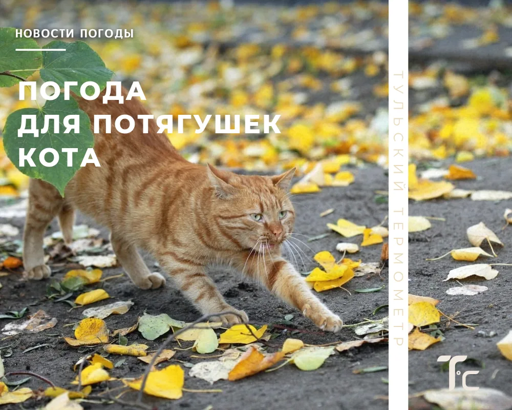 ☁️ Утро второго октября сразу дает понять, что тепло окончательно осталось в прошлом ме...