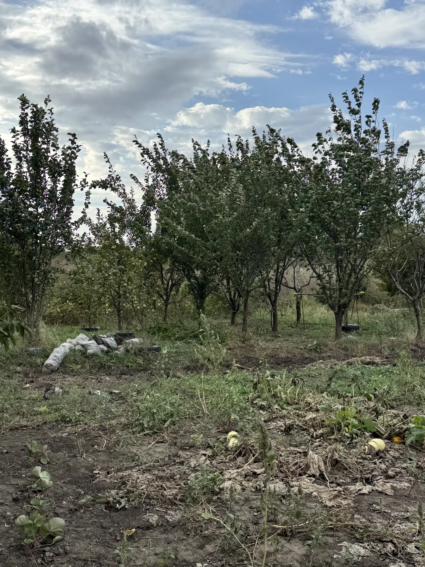 Наши первые фруктовые деревья 🌳 наш сад 🪏