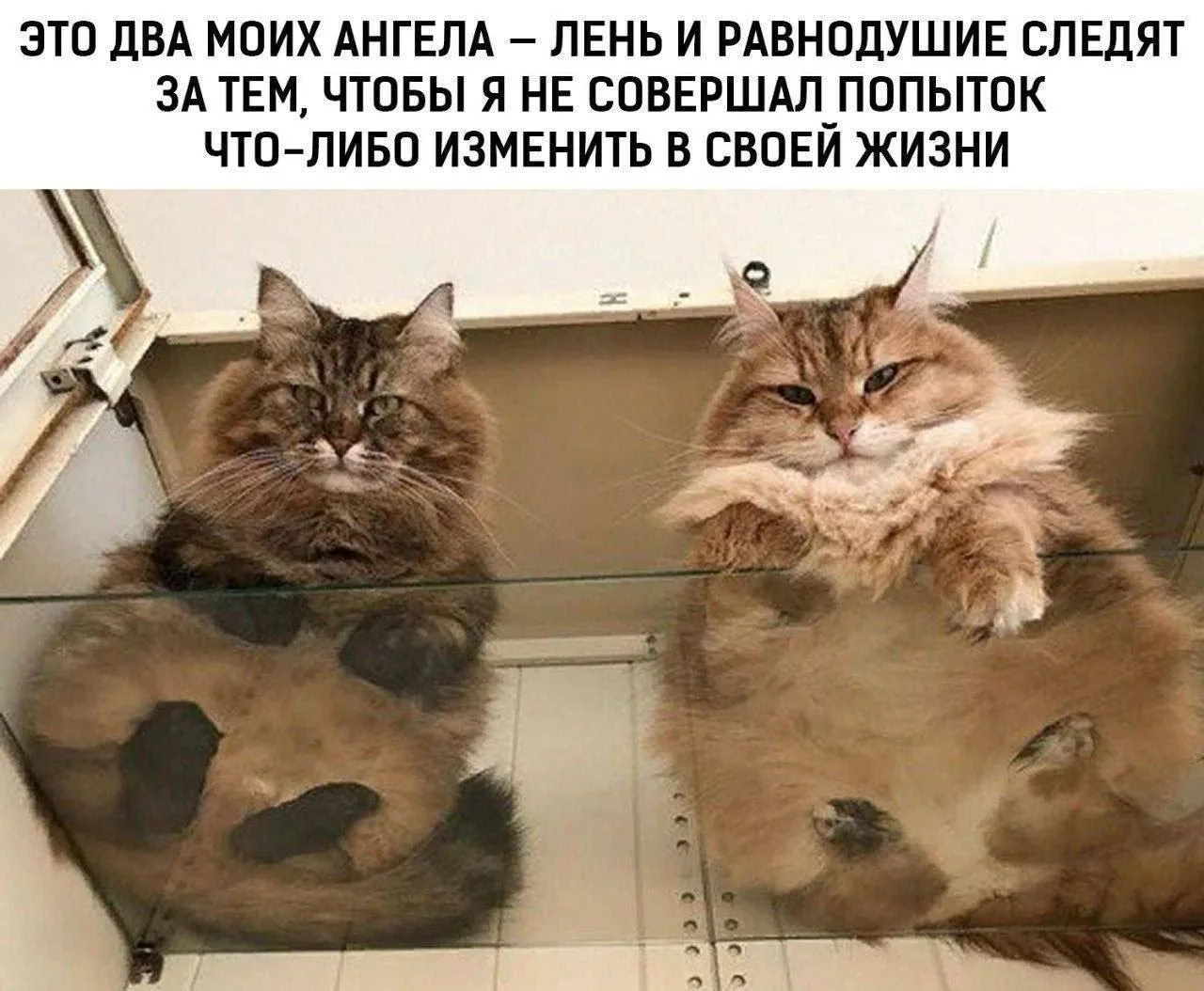 #юморшвк