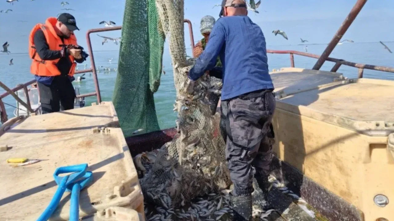 В Новосибирской области выпустили 77 млн мальков пеляди

В водоёмы Новосибирской области выпустили 7