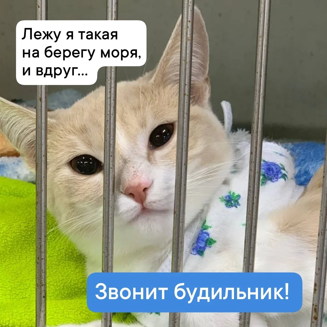 Да, в раздельных стационарах «Алисавет» так комфортно спится 🌛