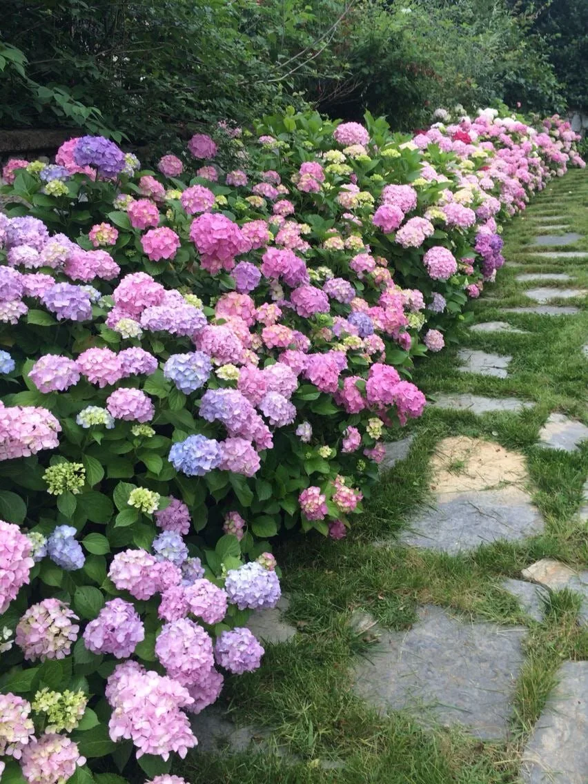 Как укоренить метельчатую гортензию летом 🌸

⏺Черенки: зелёные побеги 15-20 см. Верх срезать прямо,