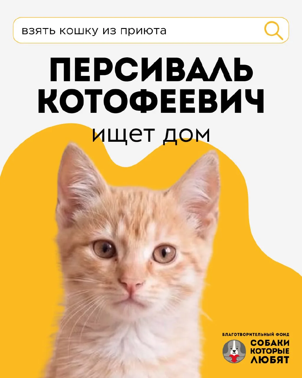 Персик, он же Персиваль Котофеевич, ищет дом 🐱🍑