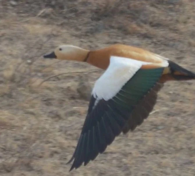 #ЗабайкальеЗаповедное

Доброе утро из заказника «Олдондинский»! 🦆🌿

Лето в Забайкалье короткое, но