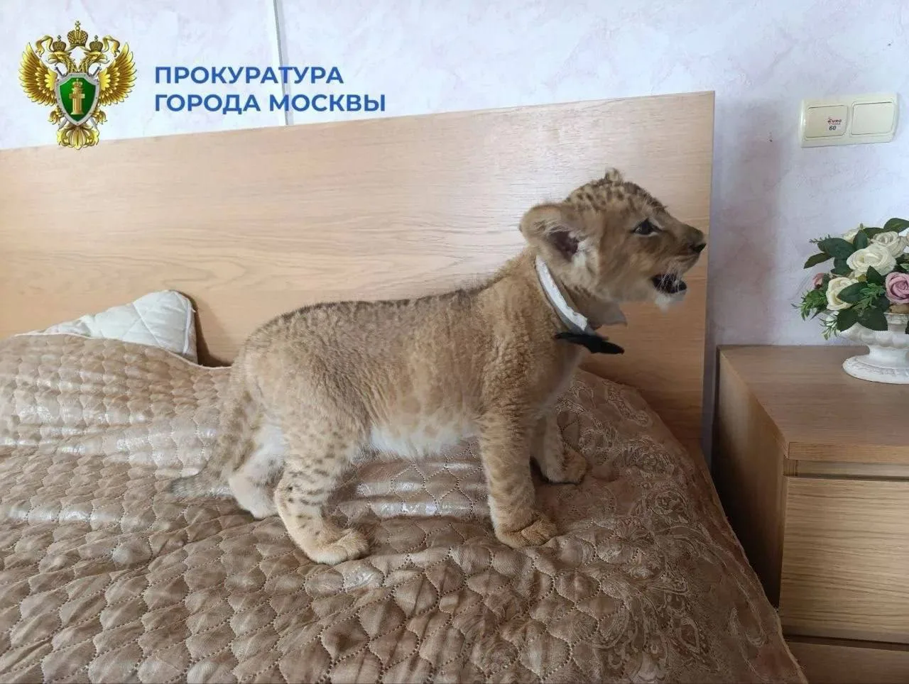 🦁 В Москве спасли трёх львят, которых использовали как реквизит для платных фотосессий.