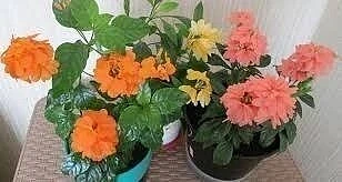 Яpкaя кpоccaндрa 🧡

Кроссандра очень любит влажный и теплый воздух. Температура должна быть 22-27 г