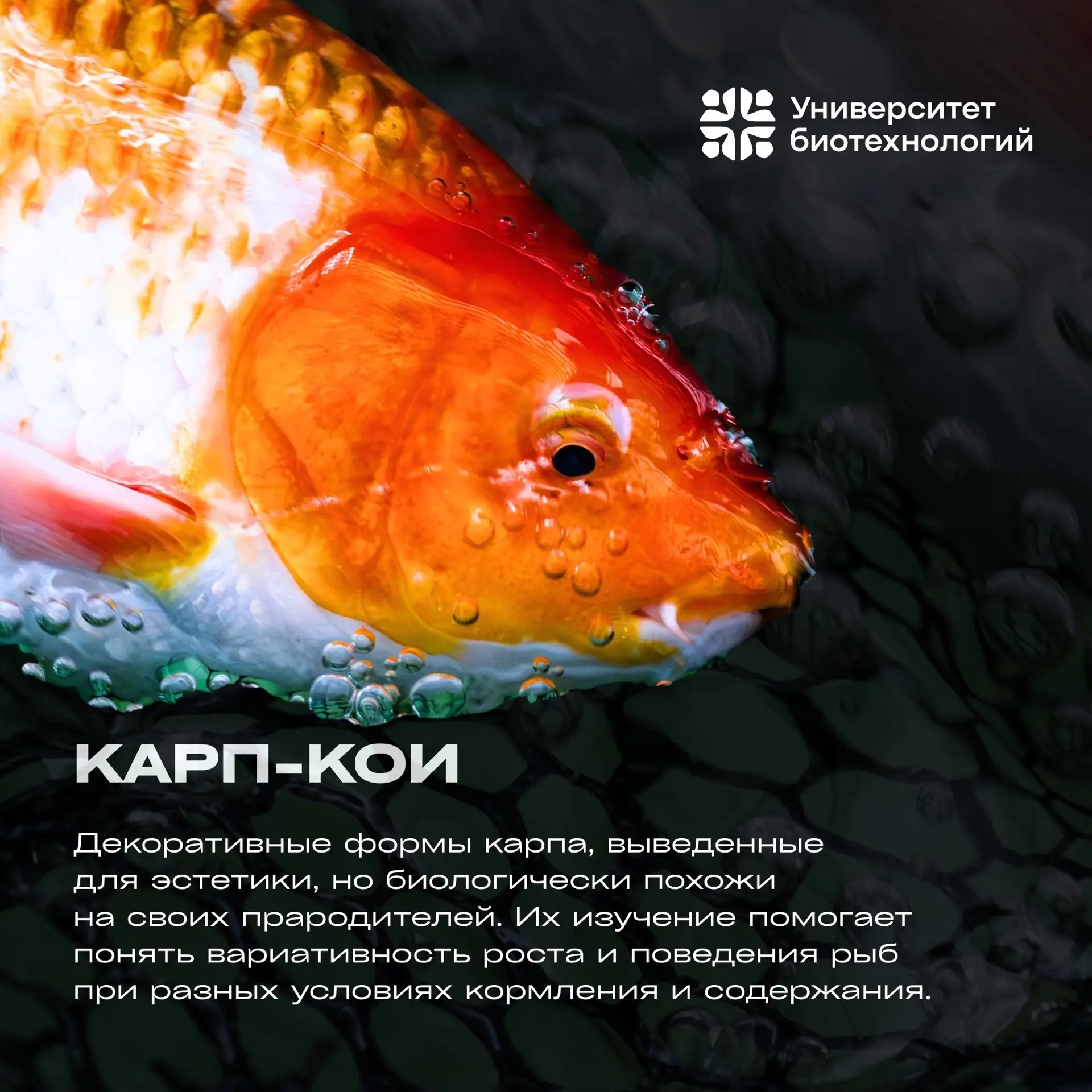 🐾 Лапки, хвосты и перья  В этом лонгриде мы рассказываем о грациозном мире рыб Центра аквакультуры У
