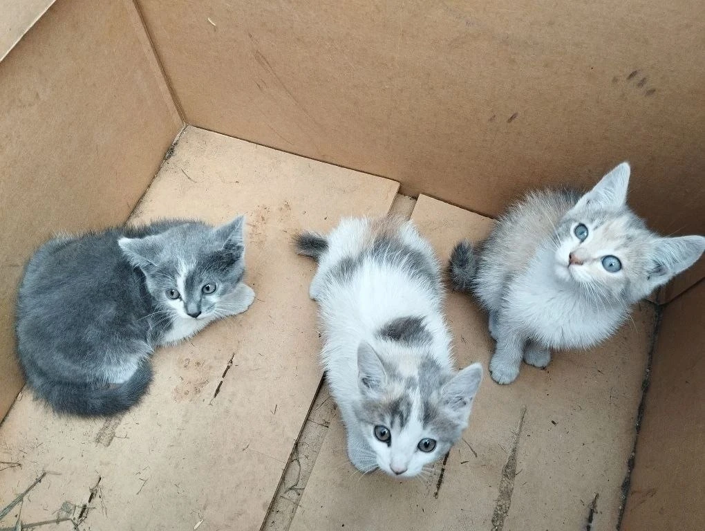 Помогите найти дом! 🐱