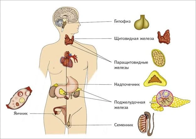Основные факторы риска заболеваний эндокринной системы