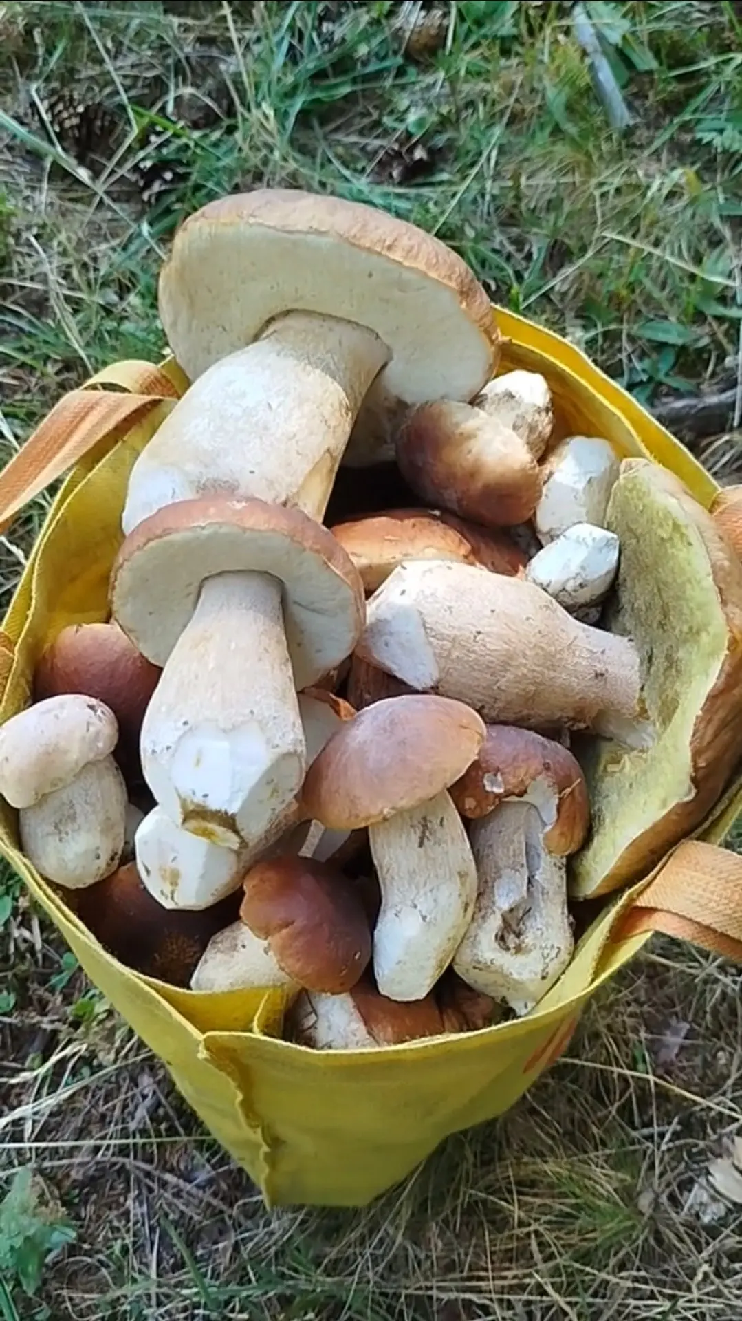🌲🍄‍🟫 Тихая охота. 10 июля 2026 г. (от подписчицы)
