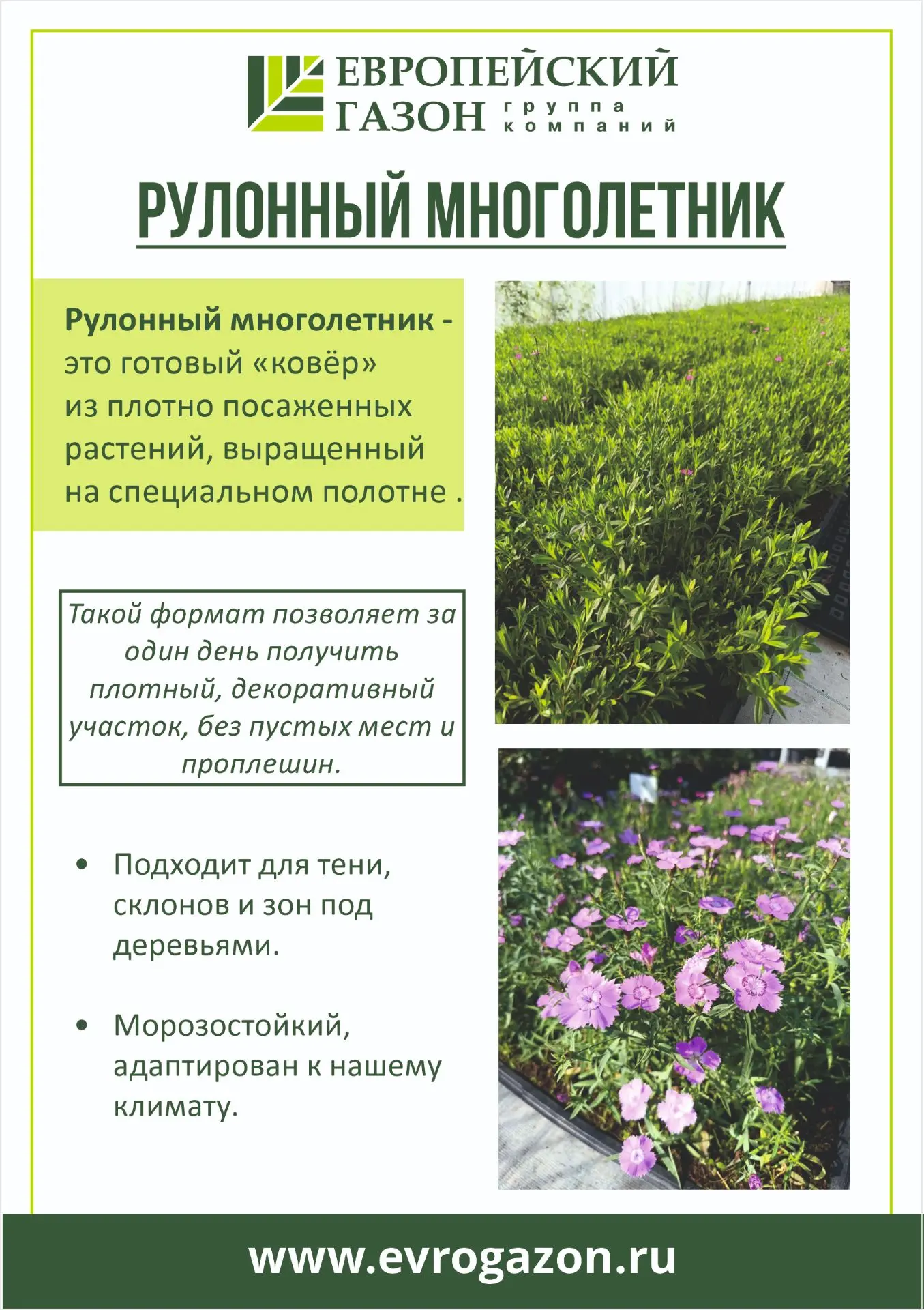 🔥 Новинка: рулонный многолетник из гвоздики травянки и очитков 🔥